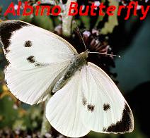 Albino Butterfly
